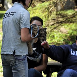 Pumacub at Twin Vally Zoo