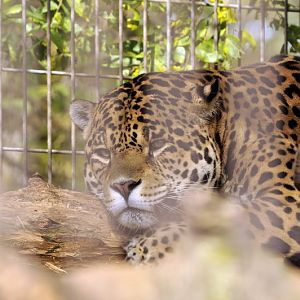 Jaguar at Twin Vally Zoo
