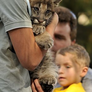 Pumacub at Twin Vally Zoo