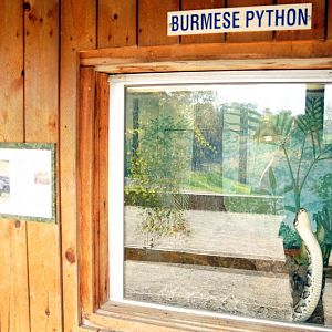 Burmese Python at Twin Vally Zoo