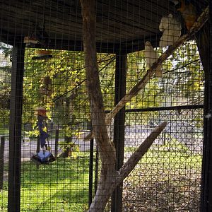 Parrots at Twin Vally Zoo