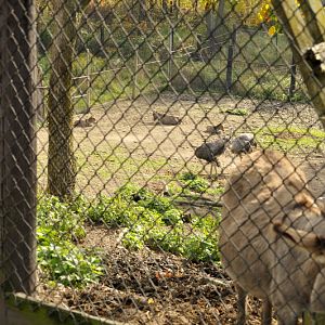 Donkey and ostrich at Twin Vally Zoo