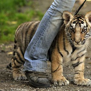 Tigercub at Twin Vally Zoo