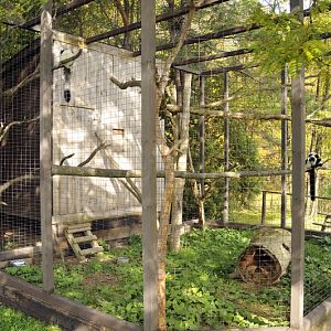 Ruffed lemur cage at Twin Vally Zoo