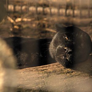 Jaguar at Twin Vally Zoo