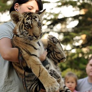Tigercub at Twin Vally Zoo