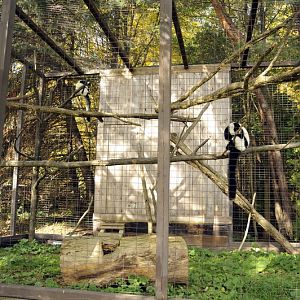 Ruffed lamur cage at Twin Vally Zoo