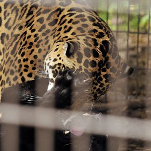 Jaguars at Twin Vally Zoo