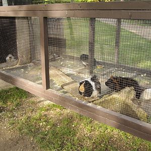 Guinnipig cage at Twin Vally Zoo