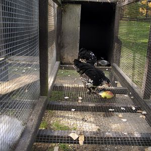 Chickencage at Twin Vally Zoo