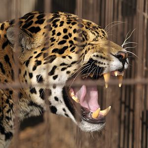 Jaguar at Twin Vally Zoo