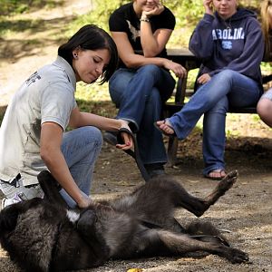 Wolf at Twin Vally Zoo