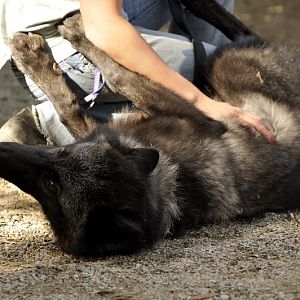 Wolf at Twin Vally Zoo