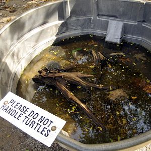Turtlepond at Twin Vally Zoo