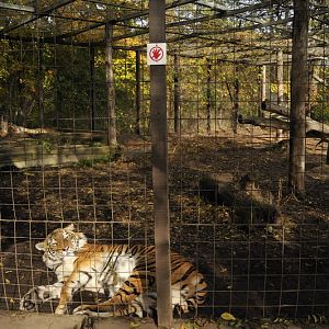 Tigercage at Twin Vally Zoo