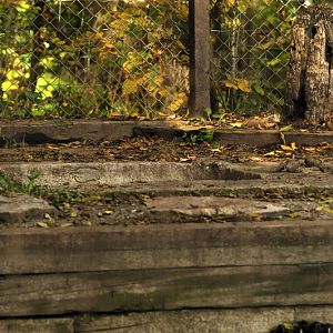Tigerpool at Twin Vally Zoo