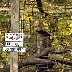 Pumacage at Twin Vally Zoo