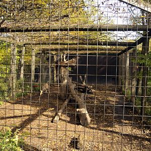 Pumacage at Twin Vally Zoo