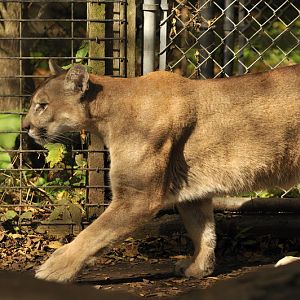 Puma at Twin Vally Zoo