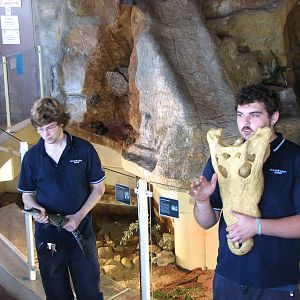 Oceanworld Manly - Crocodile demonstration