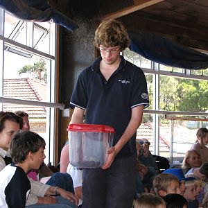 Oceanworld Manly - Keeper shows an Inland Taipan to visitors