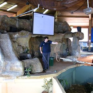 Oceanworld Manly - Keeper handles a Coastal Taipan on stage