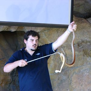 Oceanworld Manly - Keeper handles a Coastal Taipan on stage