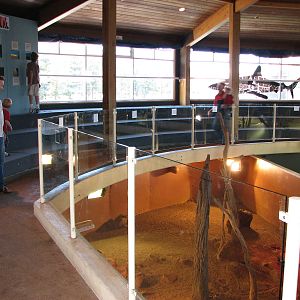 Oceanworld Manly - Pits for goanas and lizards in front of the show stage