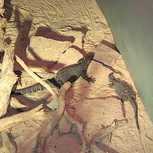 Oceanworld Manly - Goanas