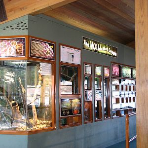 Oceanworld Manly - Small reptile exhibits