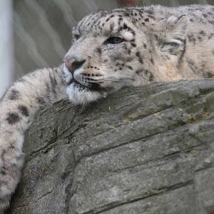 Yasmin, Snow Leopard, Marweill Wildlife