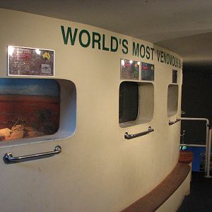 Oceanworld Manly - Series of venomous snake exhibits