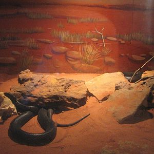 Oceanworld Manly - Inland Taipan