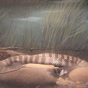Oceanworld Manly - Which snake species is this?