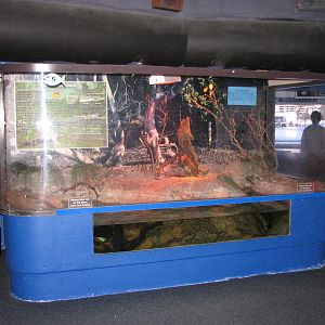 Oceanworld Manly - Saltwater Crocodile exhibit