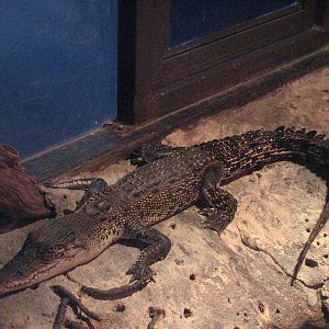Oceanworld Manly - Snapping Tom the Crocodile