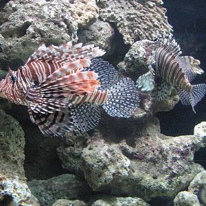 Oceanworld Manly - Lionfish