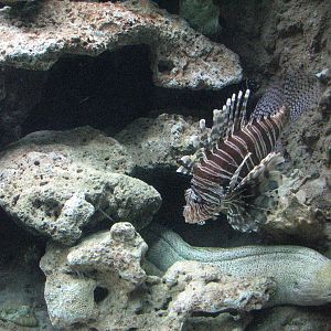 Oceanworld Manly - Lionfish and Murene
