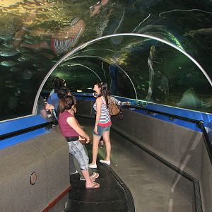 Oceanworld Manly - Underwater tunnel