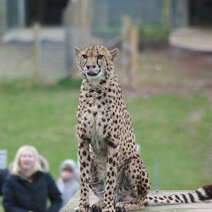 Cheetah, Marwell Wildlife