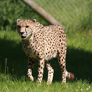 Cheetah, Marwell Wildlife