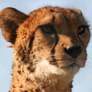 Cheetah, Marwell Wildlife