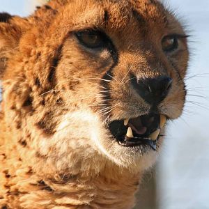 Cheetah, Marwell Wildlife