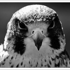 Lanner Falcon