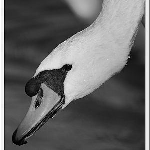 Mute Swan