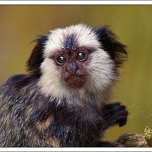 White-fronted Marmoset