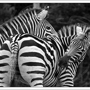 Burchell's Zebra
