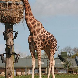 Giraffe, Marwell Wildlife