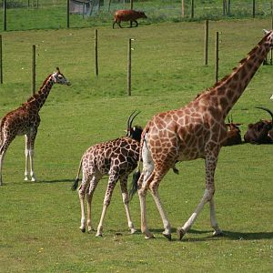 Giraffe, Marwell Wildlife