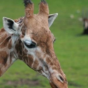 Giraffe, Marwell Wildlife
